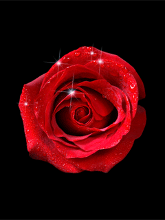 Profile picture for user zarinarose