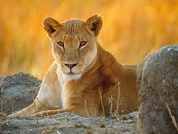 Profile picture for user Lioness of Allah